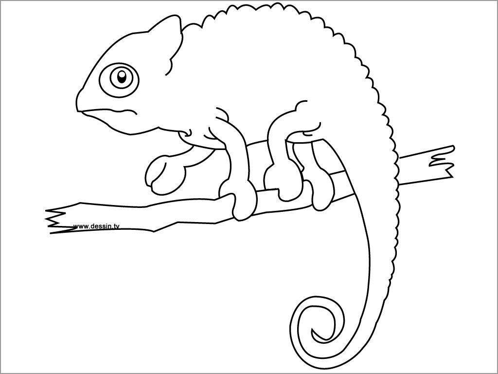 Chameleon Coloring Pages ColoringBay
