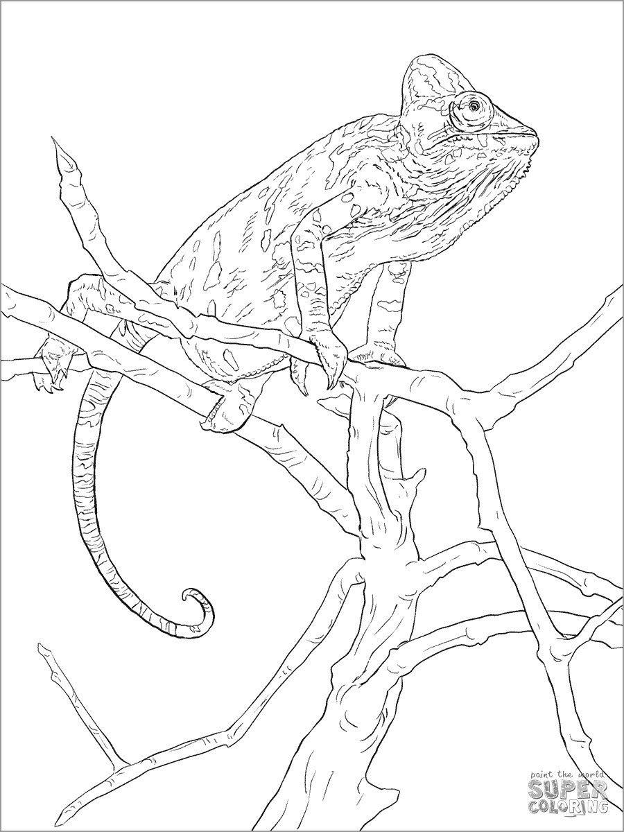 Chameleon Coloring Pages ColoringBay