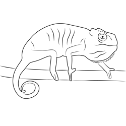 Chameleons Coloring Pages For Kids Printable Free Download