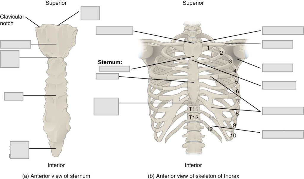 Chapter 7 Axial Skeleton Anatomy And Physiology Laboratory 
