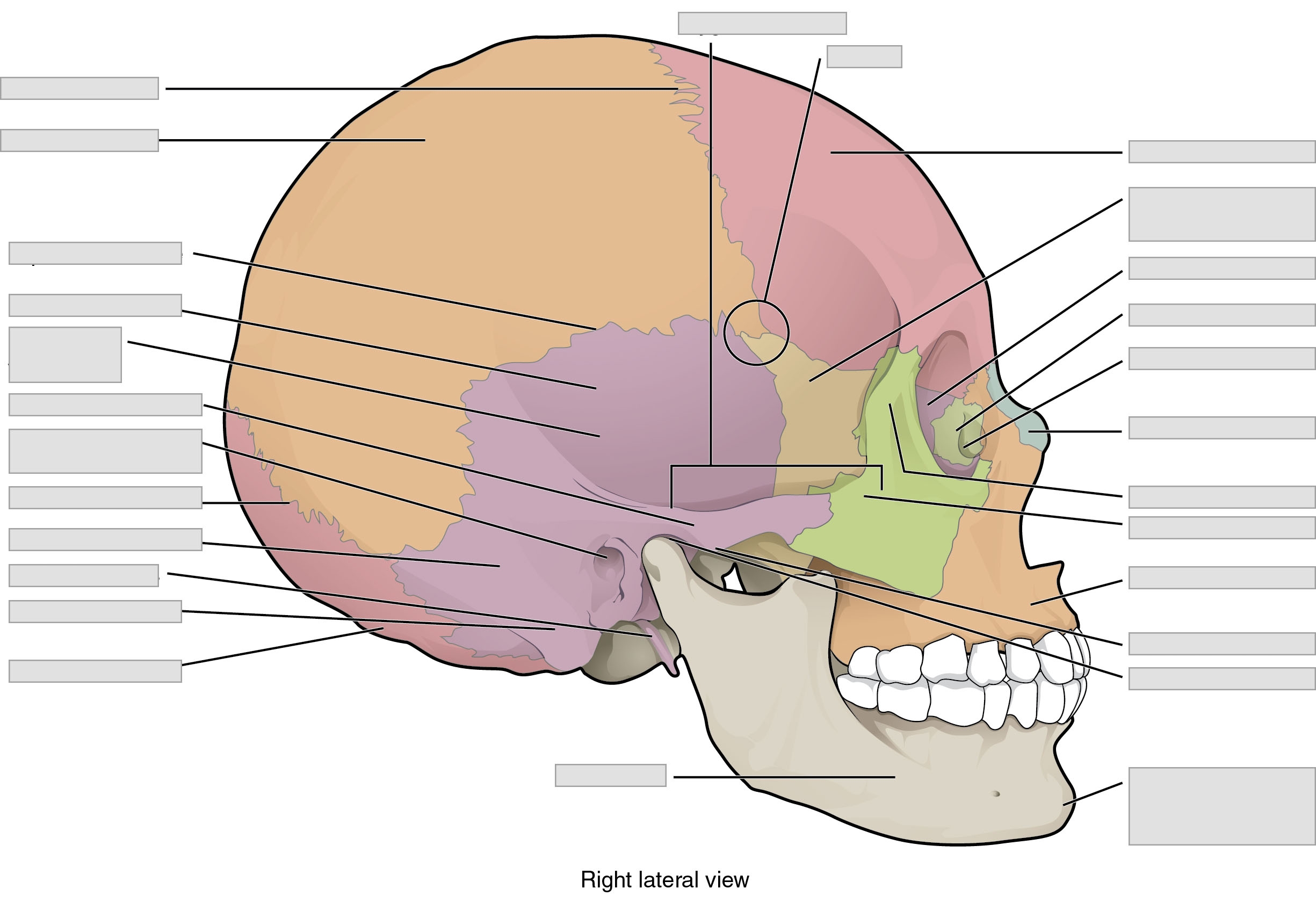 Chapter 7 Axial Skeleton Anatomy And Physiology Laboratory 
