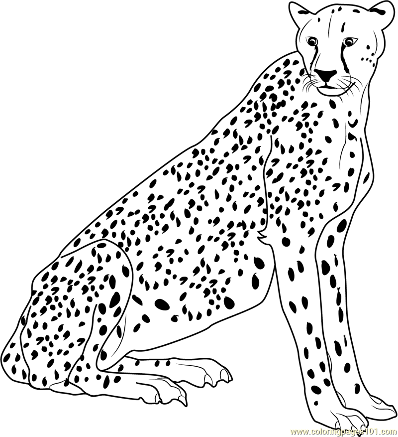 Coloring Pages Of A Cheetah