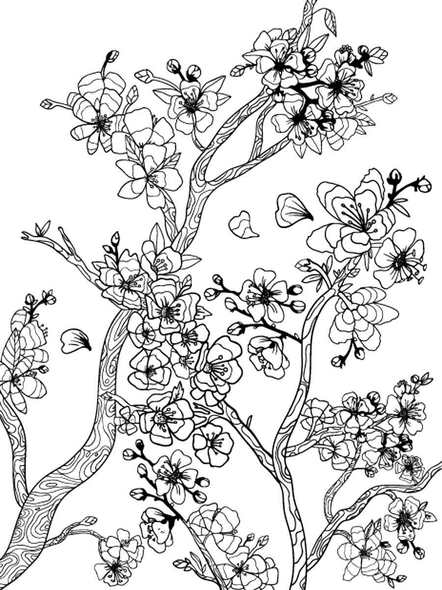 Cherry Coloring Pages