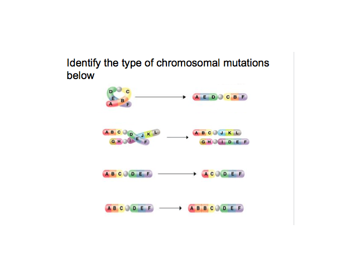 Chromosomal Mutations Quiz Worksheets Library