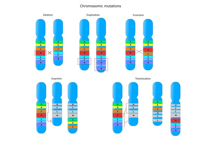 Chromosome Mutations Biology Online Tutorial Worksheets Library