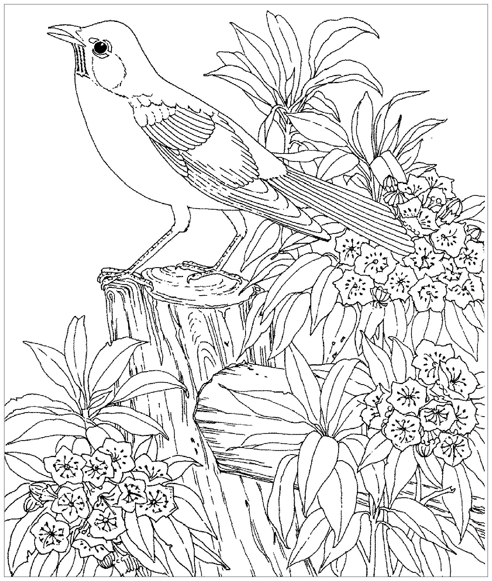 Coloring Bird Birds Colouring Sheets Printable Duck Crow Para Colorear 