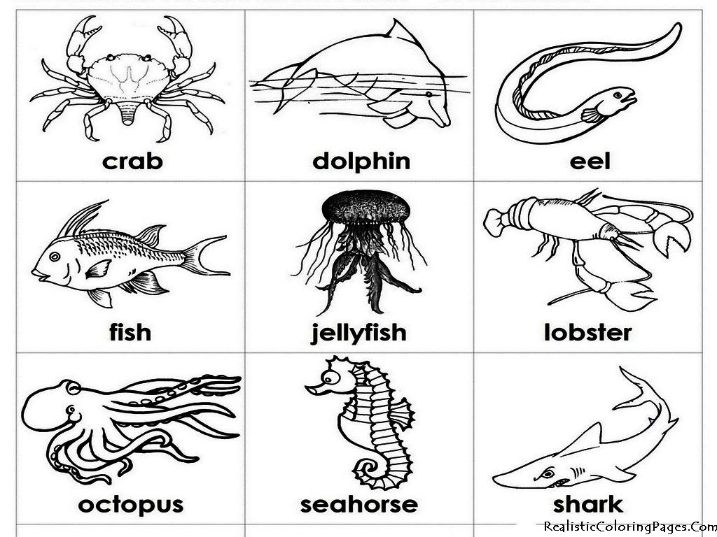 Cute Ocean Animals Coloring Pages
