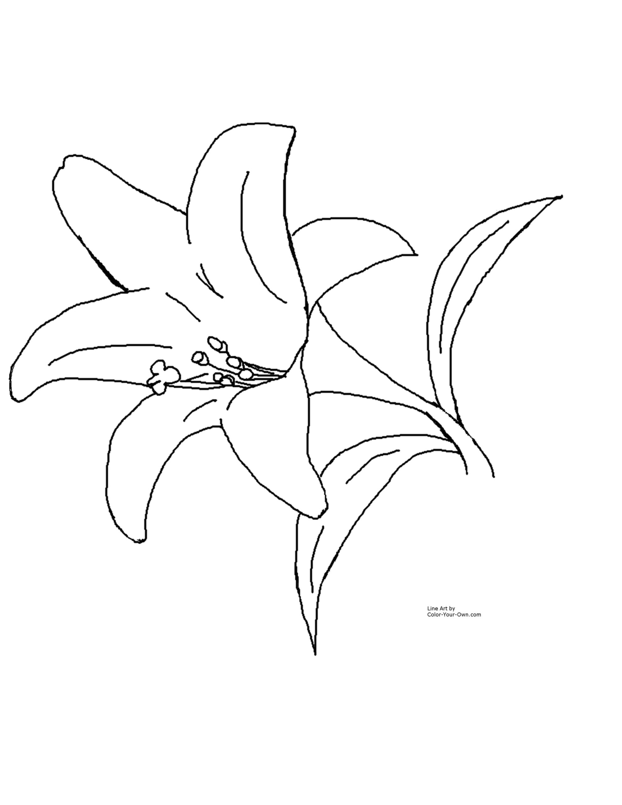 Easter Lily Spring Flower Coloring Page