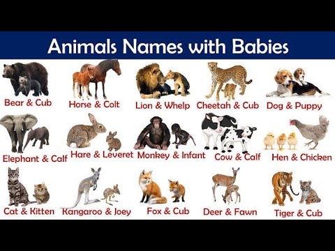  FREE Animals And Their Young Printable Reader For Kids 49 OFF
