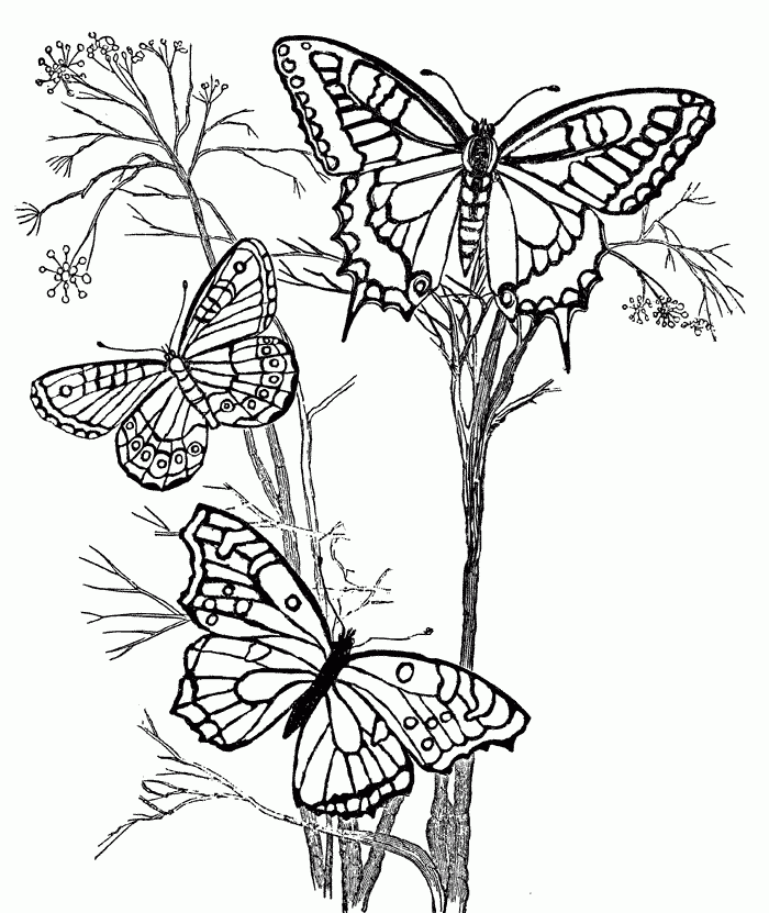 Butterfly Coloring Pages For Kindergarten