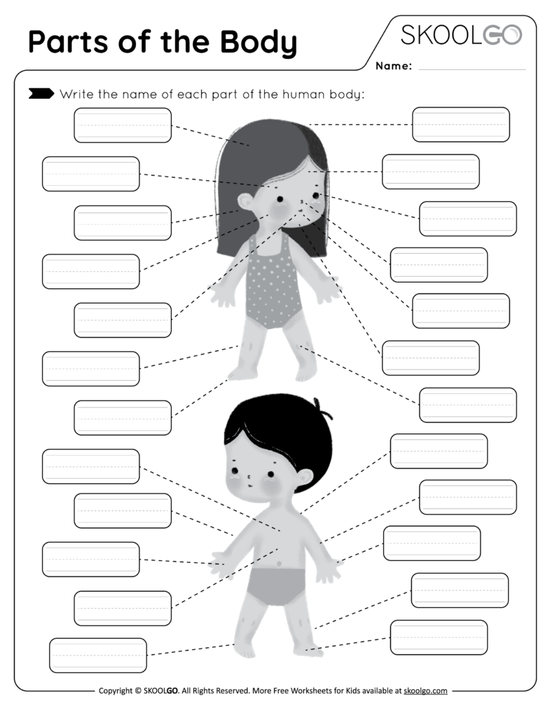 human body worksheets