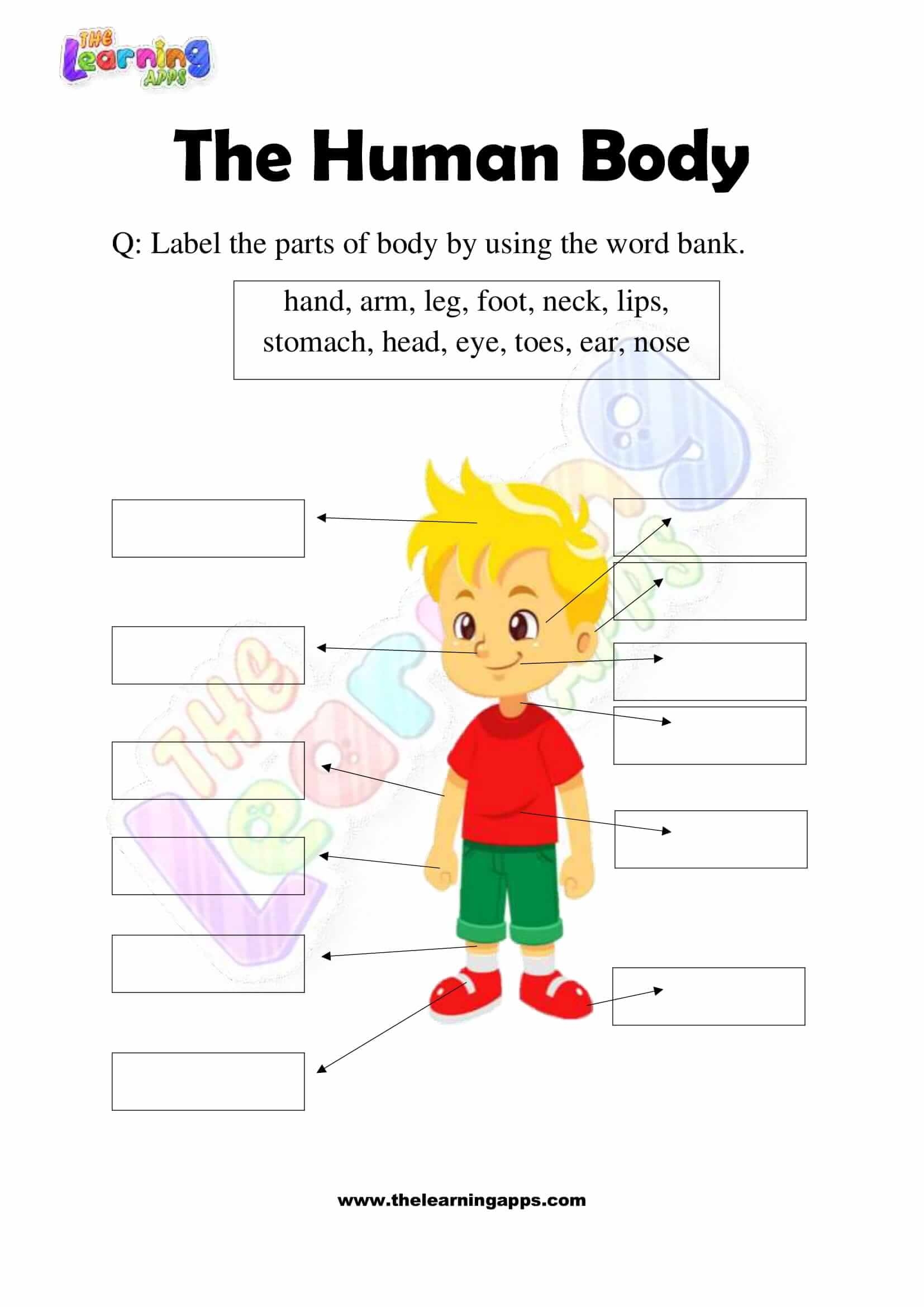 Free Interactive Worksheets On Human Body For Class 3 PDF Worksheets