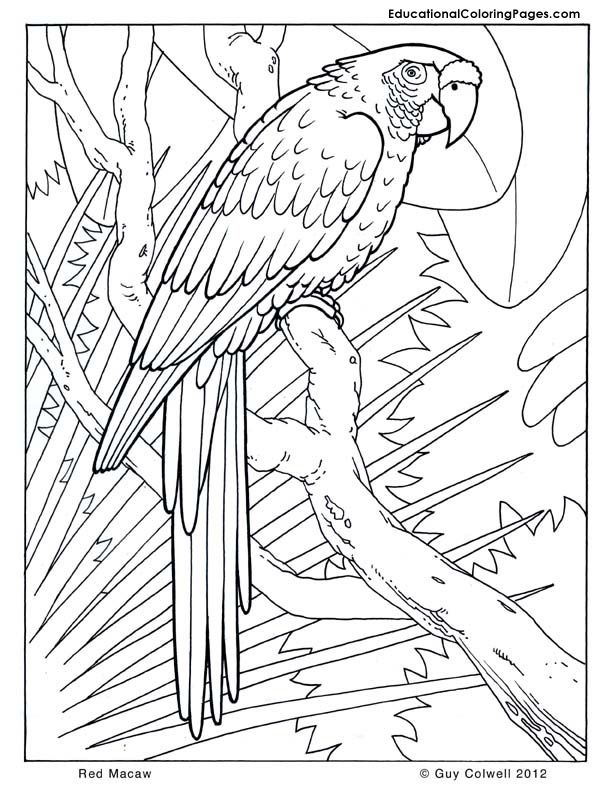Free Jungle Animals Coloring Pages Free Download Free Jungle Animals 