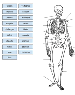 Free Label Skeleton Worksheet Download Free Label Skeleton Worksheet 