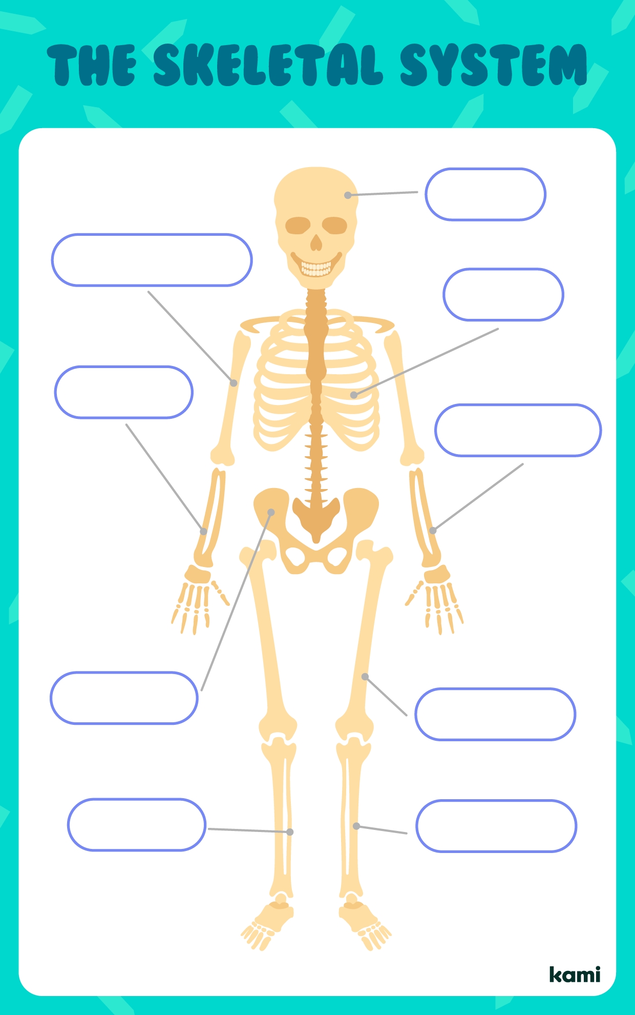 Free Label The Skeletal System Worksheet Download Free Label The 