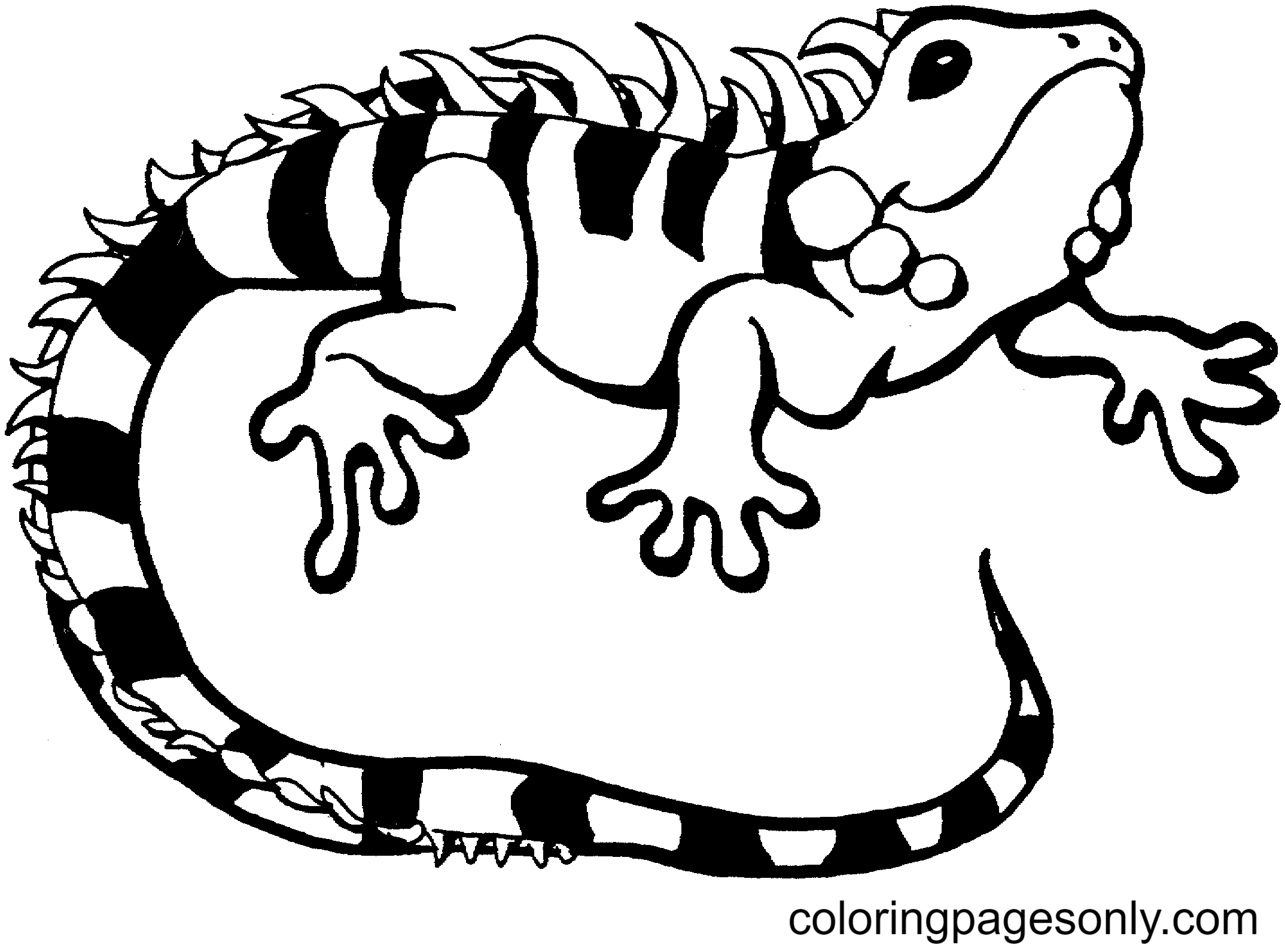 Free Lizard Coloring Page Free Printable Coloring Pages