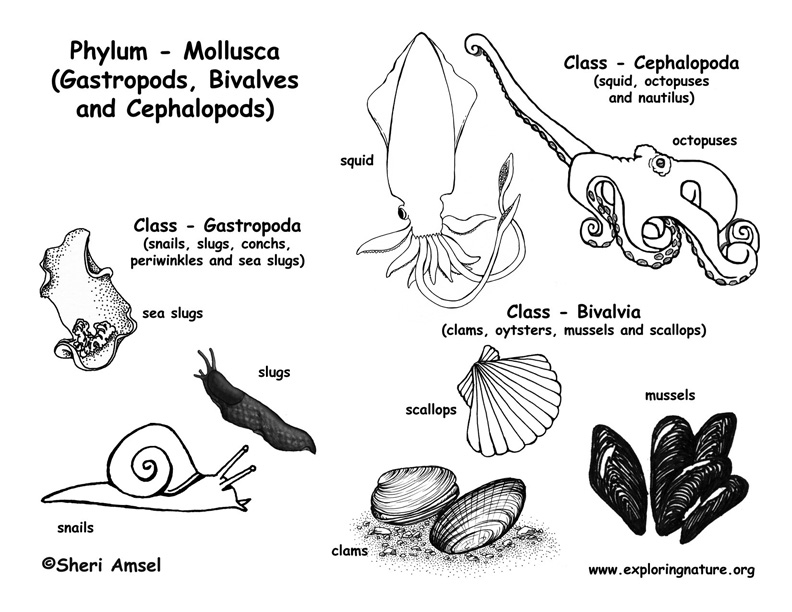 Free Mollusks Worksheet 1 Answer Key Download Free Mollusks Worksheet 