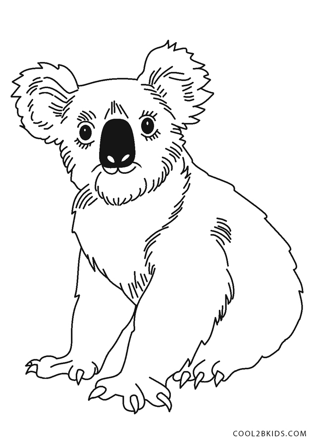 free koala coloring pages