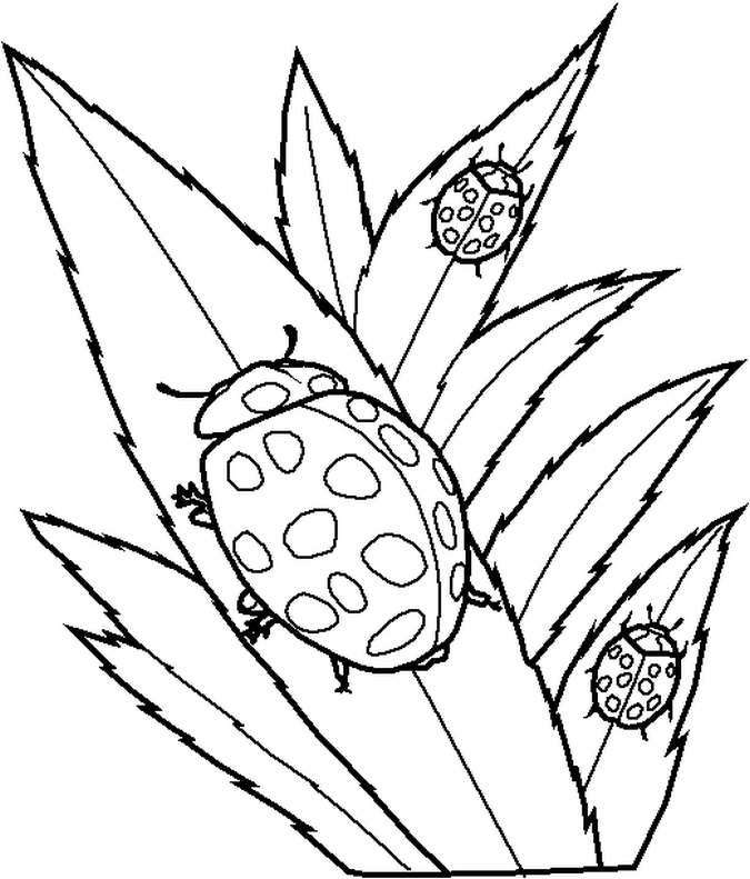 Free Printable Ladybug Coloring Pages For Kids