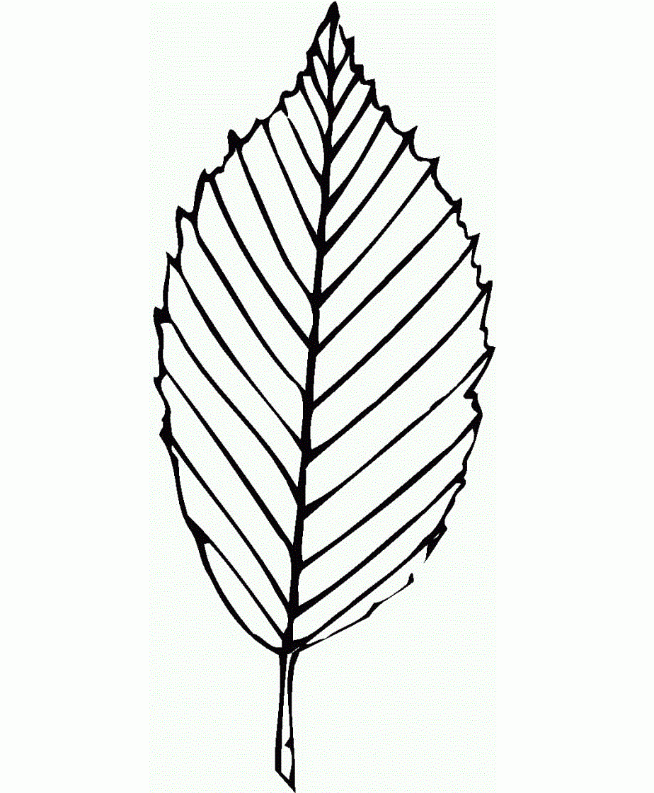 Coloring Pages Of A Leaf