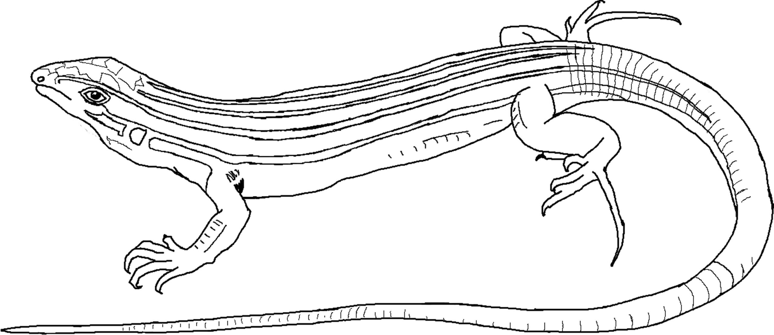 Free Printable Lizard Coloring Pages For Kids Animal Place