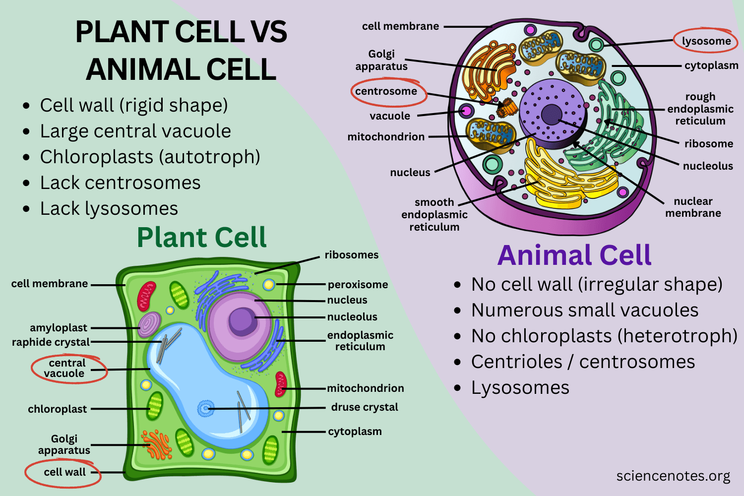 Free Printable Plant And Animal Cells Worksheets Worksheets Library