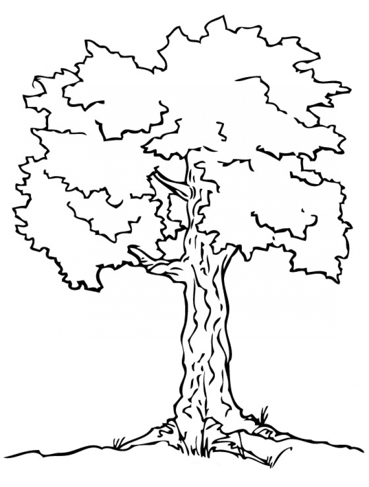 Free Printable Tree Coloring Pages Free Printable Templates