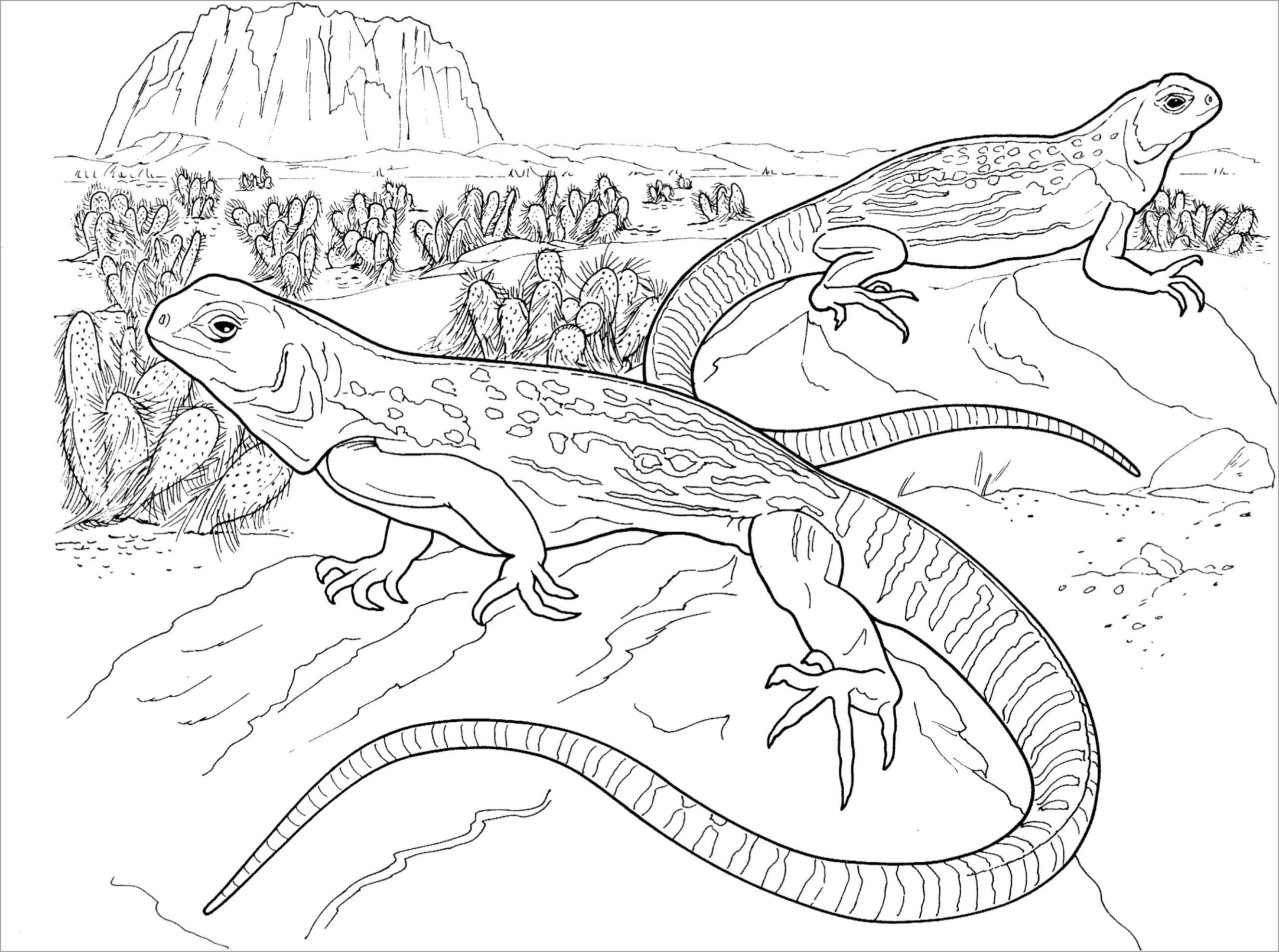 Frilled Lizard Coloring Page For Kids ColoringBay