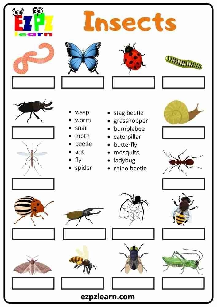 Fun And Educational Insects Worksheet For Kids ESL Resource