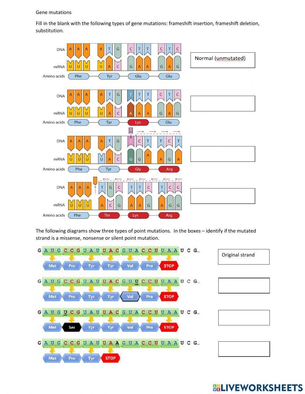 mutation worksheet