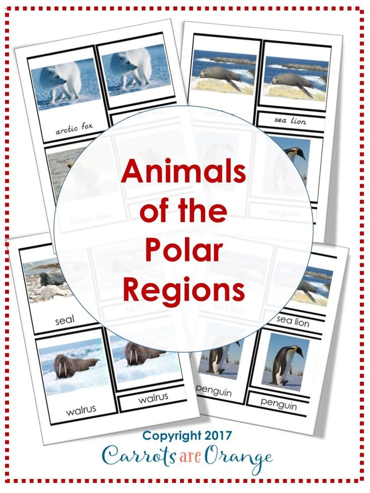  Geography 3 Part Cards Animal Habitats Animals Of The Polar Regions