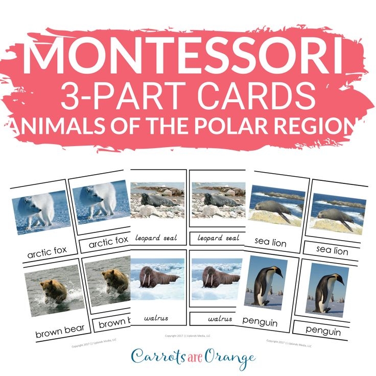  Geography 3 Part Cards Animal Habitats Animals Of The Polar Regions