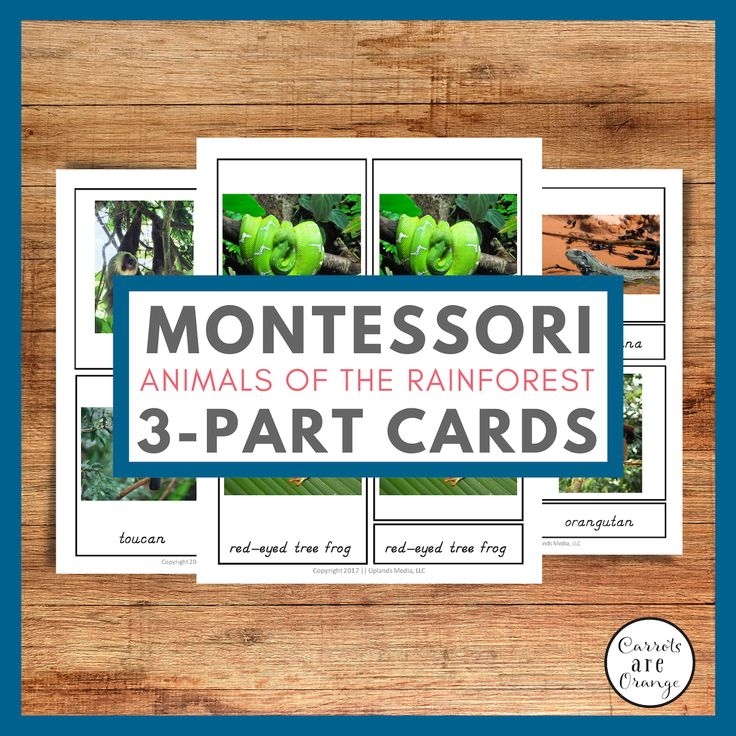 3 part cards animal kingdom watercolor printable