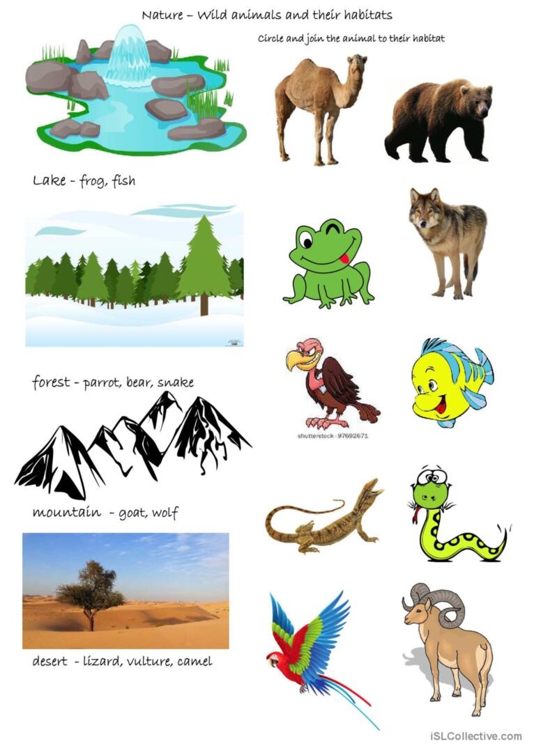 Habitats Of Animals