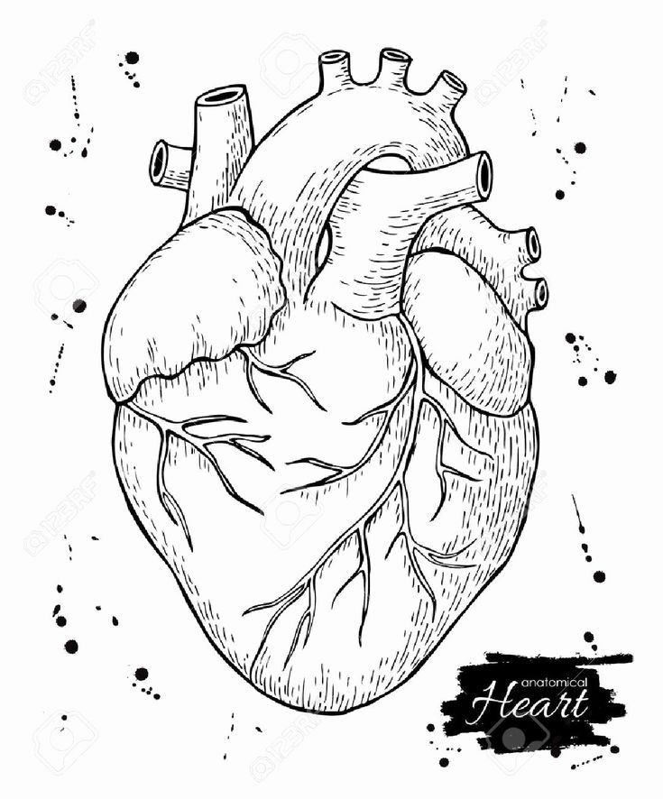 Heart Anatomy Coloring Worksheet Anatomy Worksheets