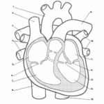 Heart Anatomy Coloring Worksheet Anatomy Worksheets