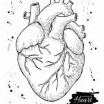 Heart Anatomy Coloring Worksheet Anatomy Worksheets