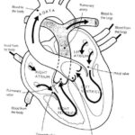 heart anatomy coloring worksheet
