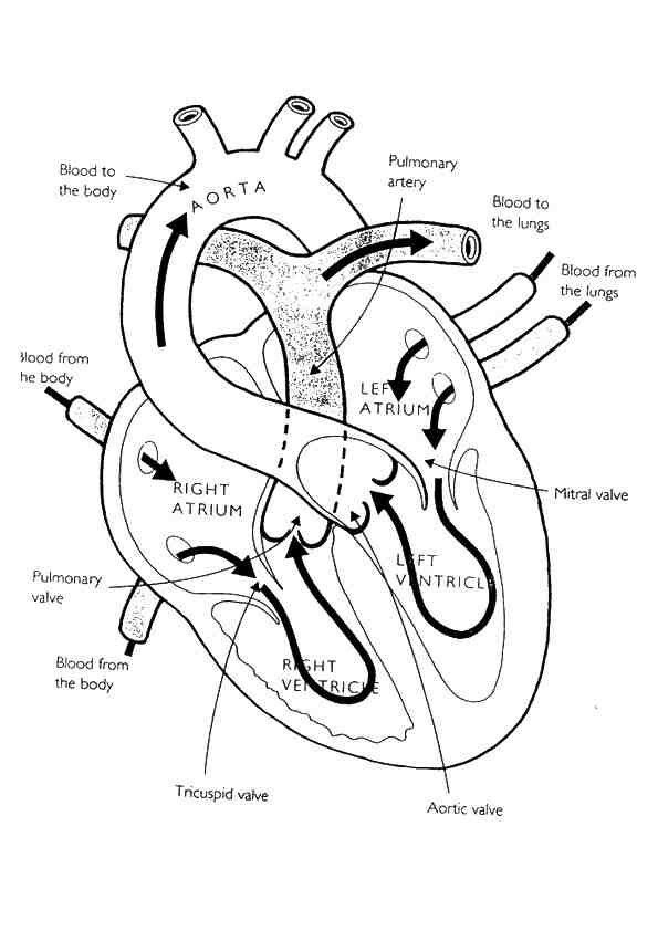 Heart Anatomy Coloring Worksheet Anatomy Worksheets