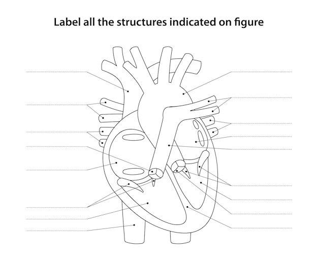 Heart Diagram Free Heart Diagram Templates Worksheets Library