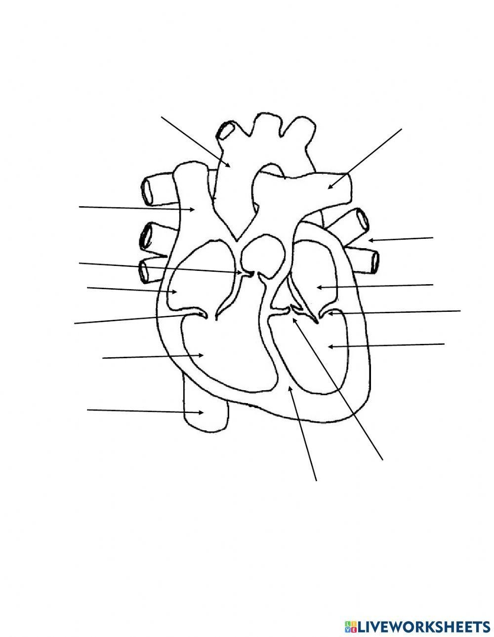 Heart Diagram Review Worksheet Live Worksheets Worksheets Library