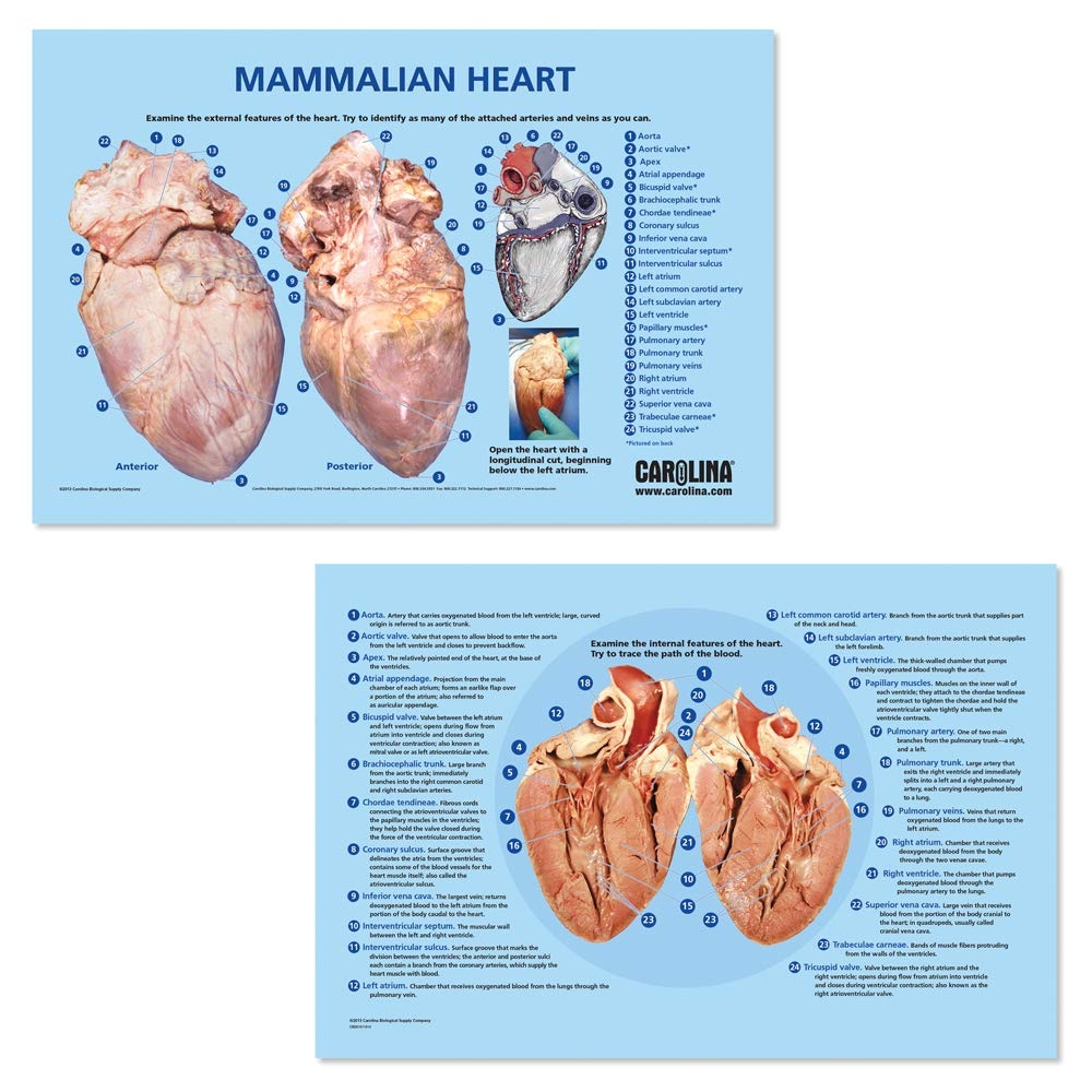Heart Dissection Carolina Biological Supply Worksheets Library
