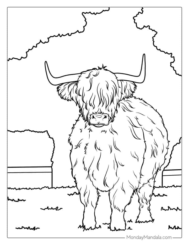 Highland Cow Coloring Pages Coloring Nation