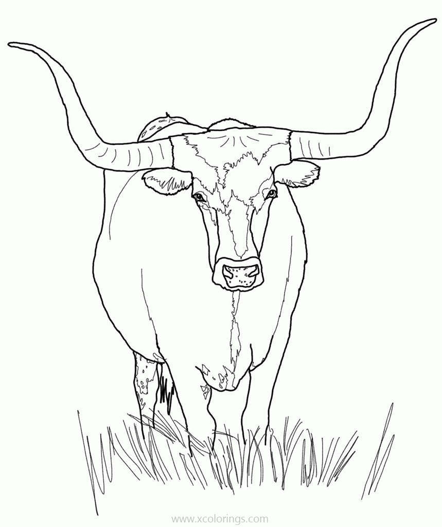 free printable highland cow coloring pages