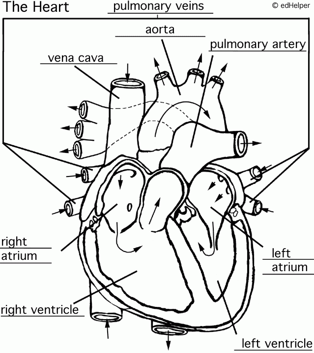 Hudtopics Human Heart Coloring Worksheet