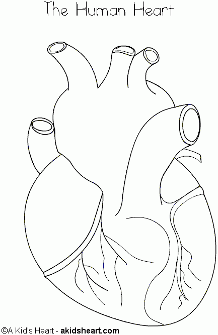 Hudtopics Human Heart Coloring Worksheet