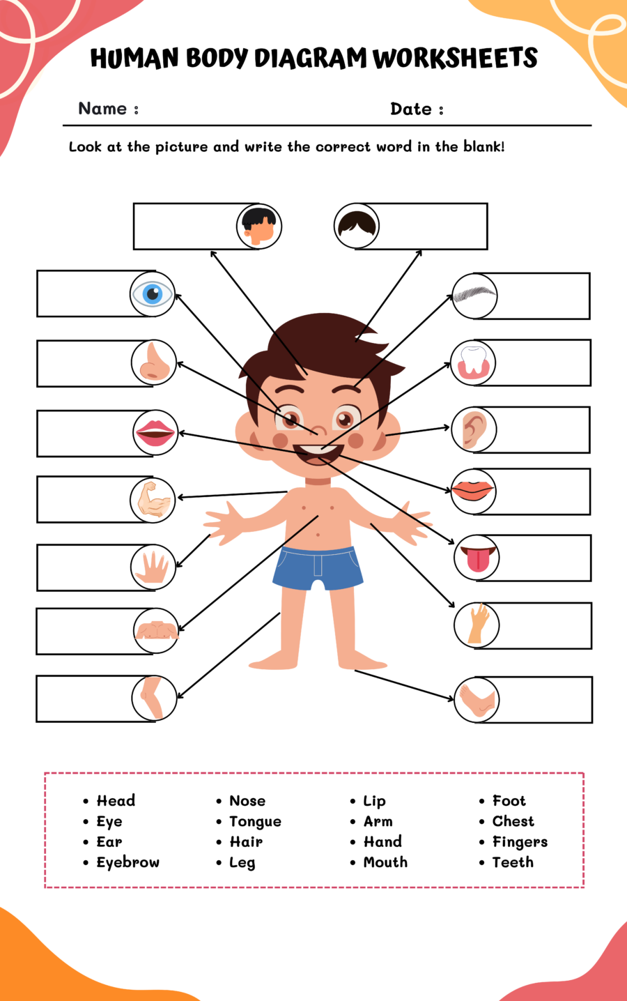 Human Body Diagram Worksheets WorksheetsGO
