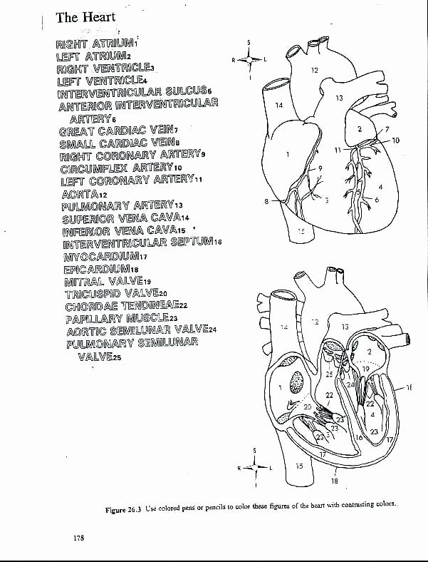 human heart coloring worksheet