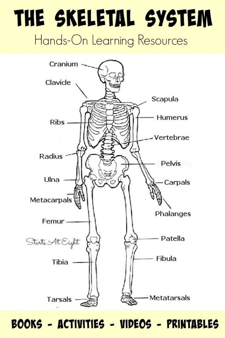 human skeleton worksheet to label