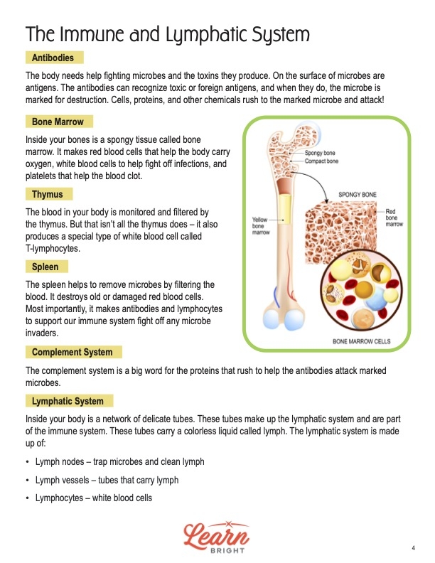 Immune And Lymphatic System Worksheets Library